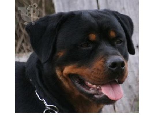 Rottweiler κουτάβι